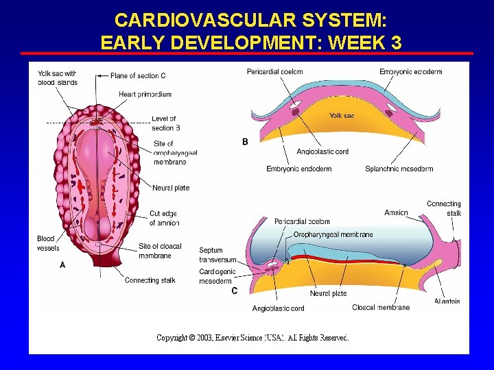 CARDIOVASCULAR SYSTEM: EARLY DEVELOPMENT: WEEK 3 CARDIOVASCULAR SYSTEM: EARLY DEVELOPMENT: WEEK 3