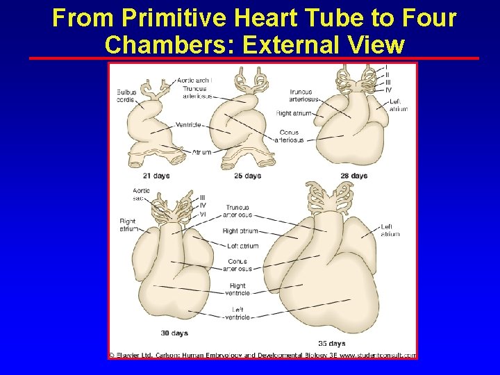From Primitive Heart Tube to Four Chambers: External View From Primitive Heart Tube to Four Chambers: External View