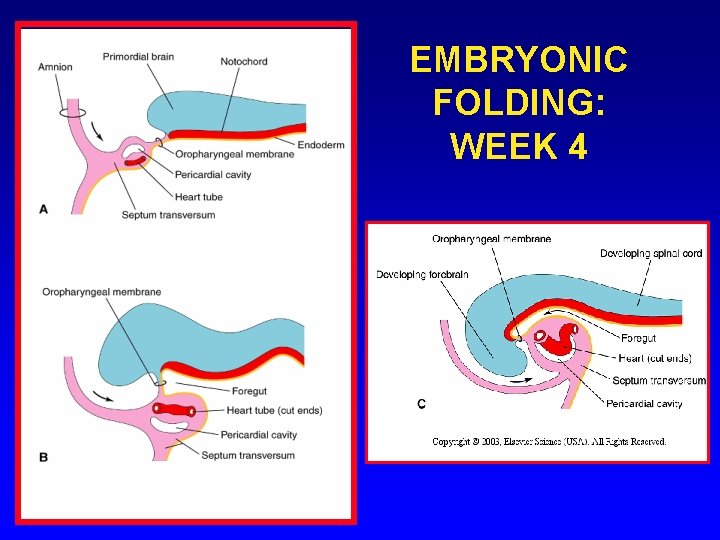 EMBRYONIC FOLDING: WEEK 4 EMBRYONIC FOLDING: WEEK 4