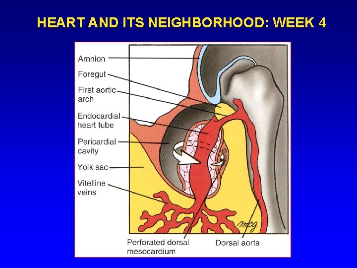 HEART AND ITS NEIGHBORHOOD: WEEK 4 HEART AND ITS NEIGHBORHOOD: WEEK 4