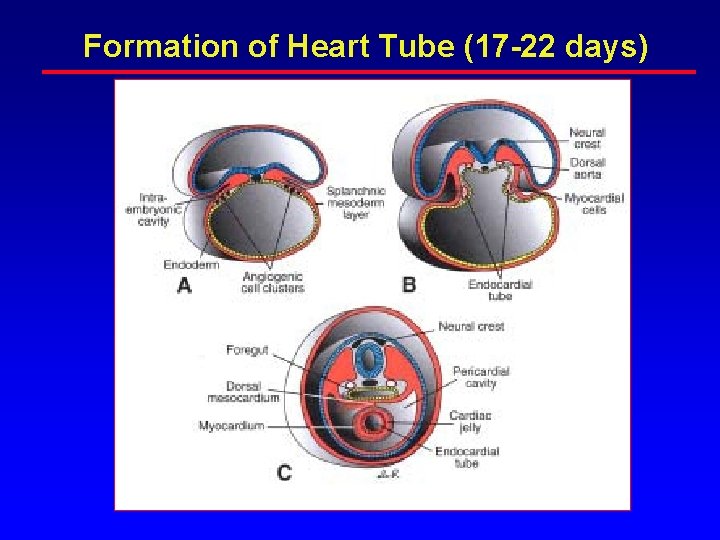 Formation of Heart Tube (17 -22 days) Formation of Heart Tube (17 -22 days)