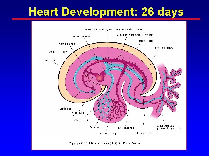 Heart Development: 26 days Heart Development: 26 days