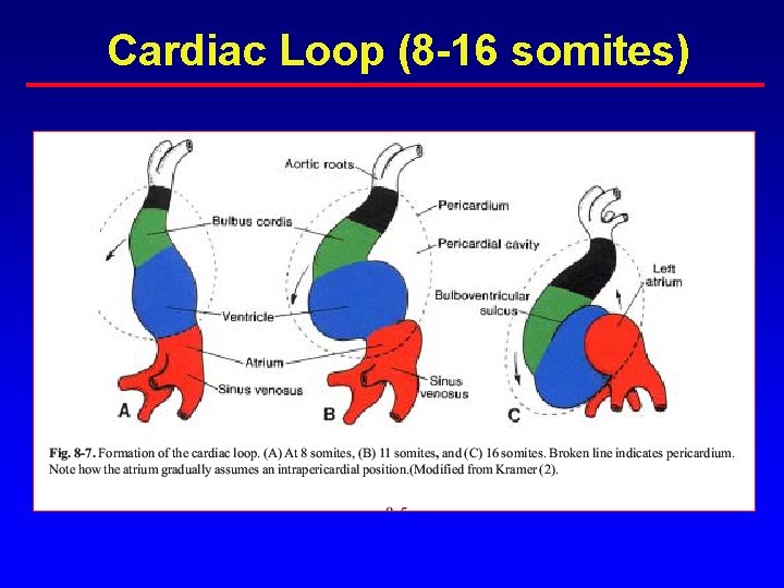 Cardiac Loop (8 -16 somites) Cardiac Loop (8 -16 somites)