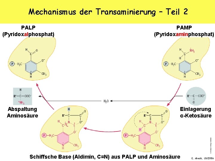 Mechanismus der Transaminierung – Teil 2 PALP (Pyridoxalphosphat) Abspaltung Aminosäure PAMP (Pyridoxaminphosphat) Einlagerung α-Ketosäure