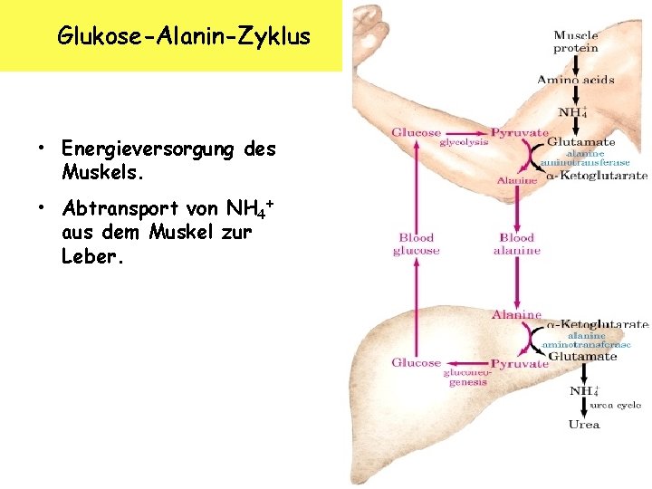 Glukose-Alanin-Zyklus • Energieversorgung des Muskels. • Abtransport von NH 4+ aus dem Muskel zur
