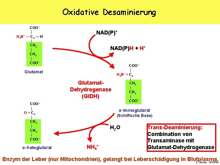 Oxidative Desaminierung COO − | H 3 N+ — Cα — H | CH
