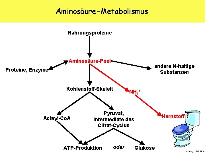 Aminosäure-Metabolismus Nahrungsproteine Aminosäure-Pool andere N-haltige Substanzen Proteine, Enzyme Kohlenstoff-Skelett Acteyl-Co. A NH 4+ Pyruvat,