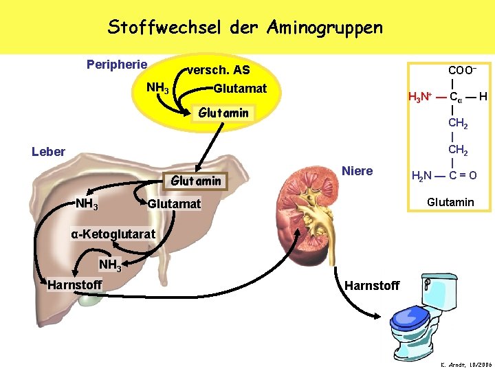 Stoffwechsel der Aminogruppen Peripherie NH 3 versch. AS Glutamat Glutamin Leber Glutamin NH 3