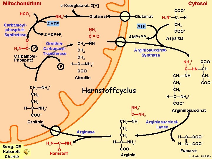 Mitochondrium HCO 3− Carbamoylphosphat. Synthetase O || H 2 N—C~ P Carbamoyl. Phosphat Cytosol