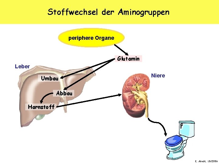 Stoffwechsel der Aminogruppen periphere Organe Glutamin Leber Umbau Niere Abbau Harnstoff K. Arndt, 10/2006