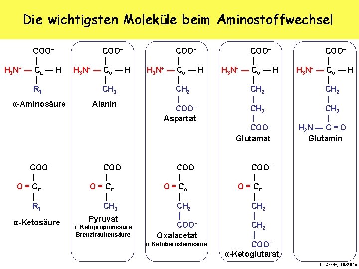 Die wichtigsten Moleküle beim Aminostoffwechsel COO− | H 3 N+ — C α —