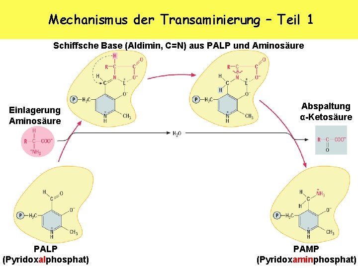 Mechanismus der Transaminierung – Teil 1 Schiffsche Base (Aldimin, C=N) aus PALP und Aminosäure