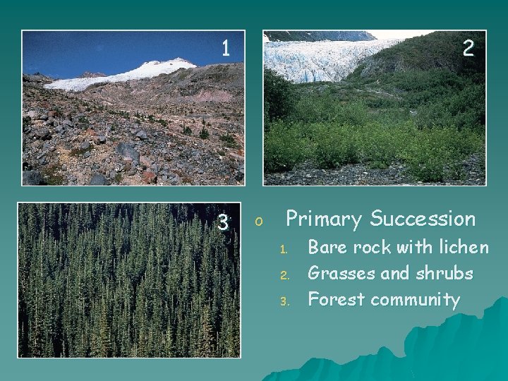1 3 2 o Primary Succession 1. 2. 3. Bare rock with lichen Grasses