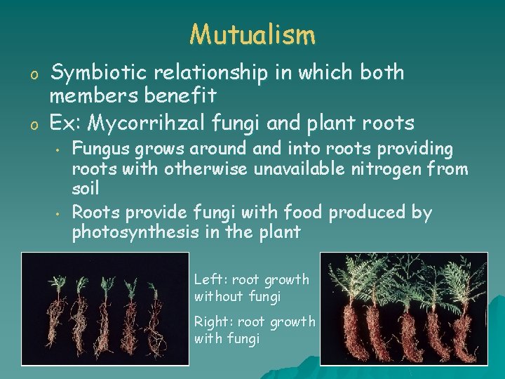 Mutualism o o Symbiotic relationship in which both members benefit Ex: Mycorrihzal fungi and