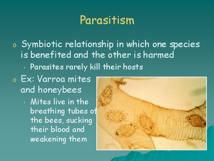 Parasitism o Symbiotic relationship in which one species is benefited and the other is