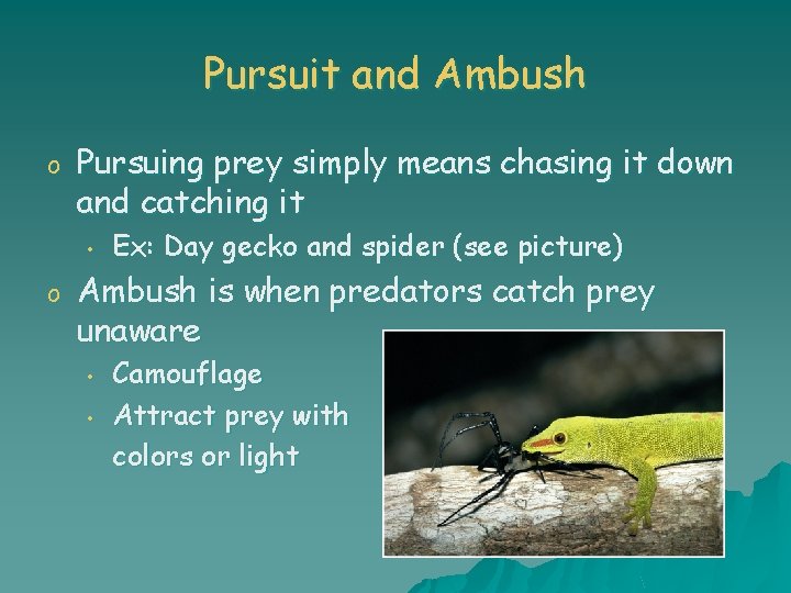 Pursuit and Ambush o Pursuing prey simply means chasing it down and catching it