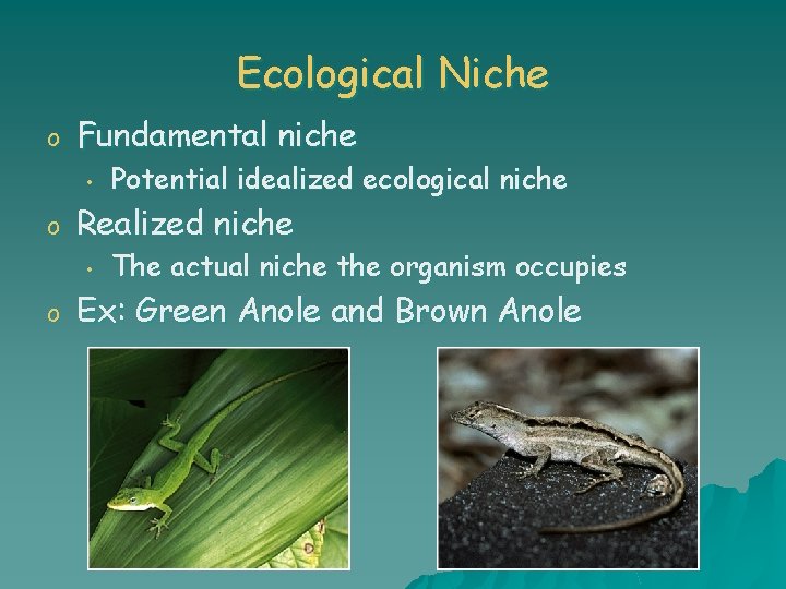 Ecological Niche o Fundamental niche • o Realized niche • o Potential idealized ecological