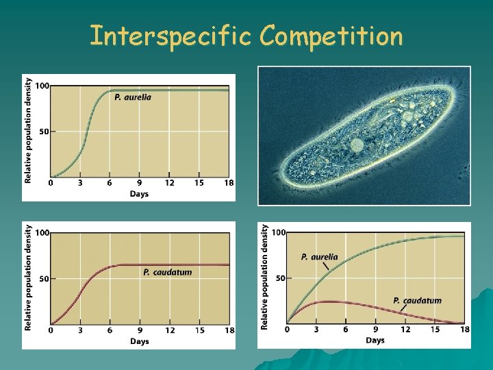 Interspecific Competition 