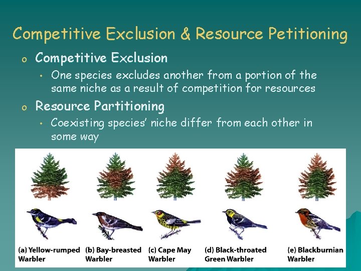 Competitive Exclusion & Resource Petitioning o Competitive Exclusion • o One species excludes another