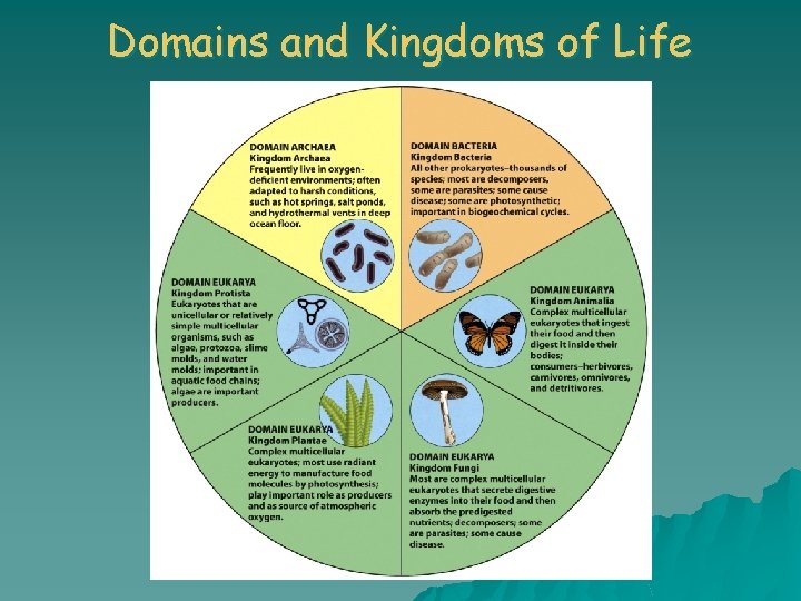 Domains and Kingdoms of Life 
