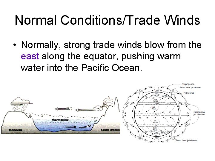 Normal Conditions/Trade Winds • Normally, strong trade winds blow from the east along the