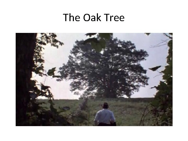 The Oak Tree 