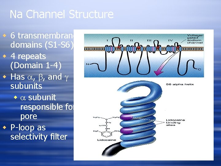 Na Channel Structure w 6 transmembrane domains (S 1 -S 6) w 4 repeats