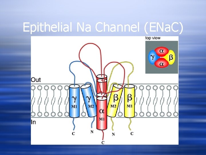 Epithelial Na Channel (ENa. C) 