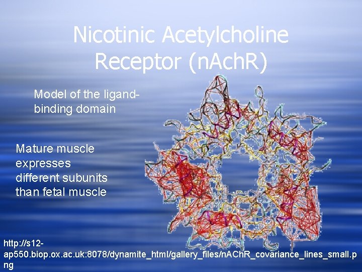 Nicotinic Acetylcholine Receptor (n. Ach. R) Model of the ligandbinding domain Mature muscle expresses