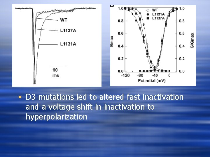 w D 3 mutations led to altered fast inactivation and a voltage shift in