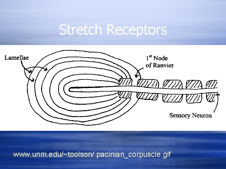 Stretch Receptors www. unm. edu/~toolson/ pacinian_corpuscle. gif 