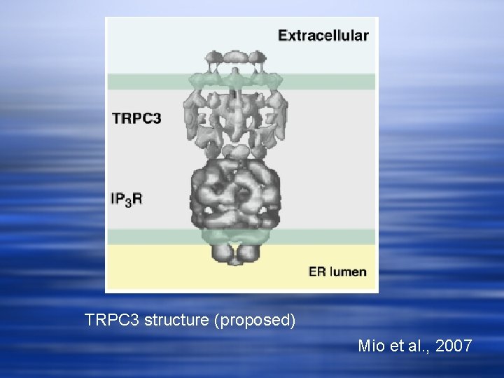 TRPC 3 structure (proposed) Mio et al. , 2007 