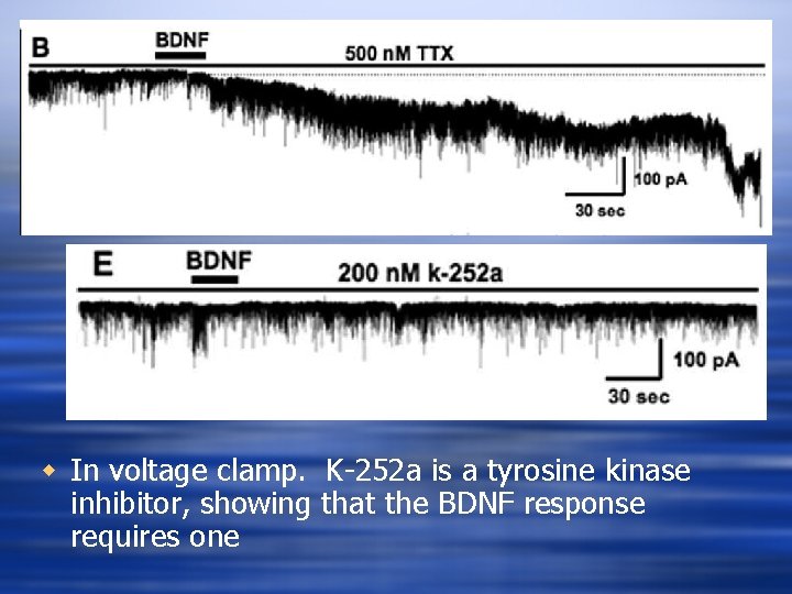 w In voltage clamp. K-252 a is a tyrosine kinase inhibitor, showing that the