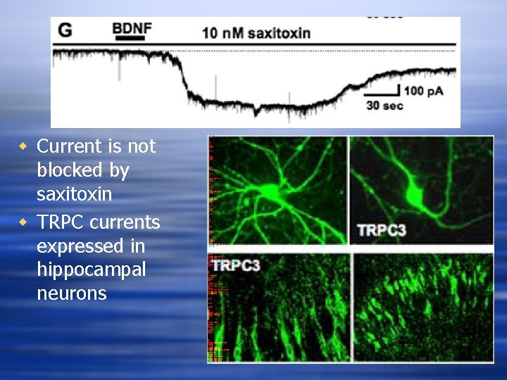 w Current is not blocked by saxitoxin w TRPC currents expressed in hippocampal neurons