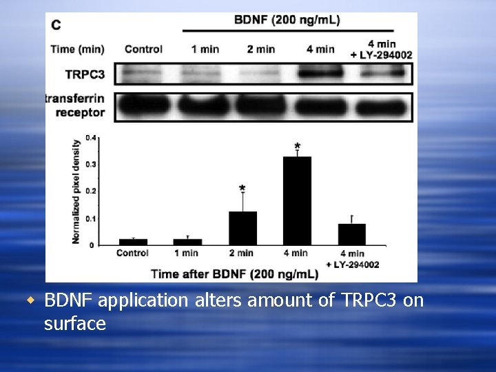 w BDNF application alters amount of TRPC 3 on surface 