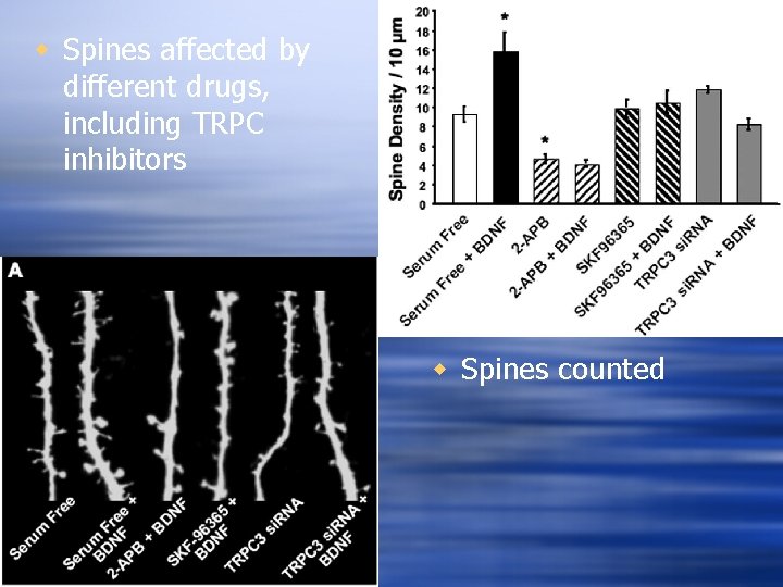 w Spines affected by different drugs, including TRPC inhibitors w Spines counted 