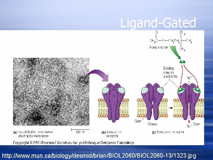 Ligand-Gated http: //www. mun. ca/biology/desmid/brian/BIOL 2060 -13/1323. jpg 