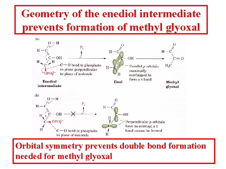 Geometry of the enediol intermediate prevents formation of methyl glyoxal Orbital symmetry prevents double
