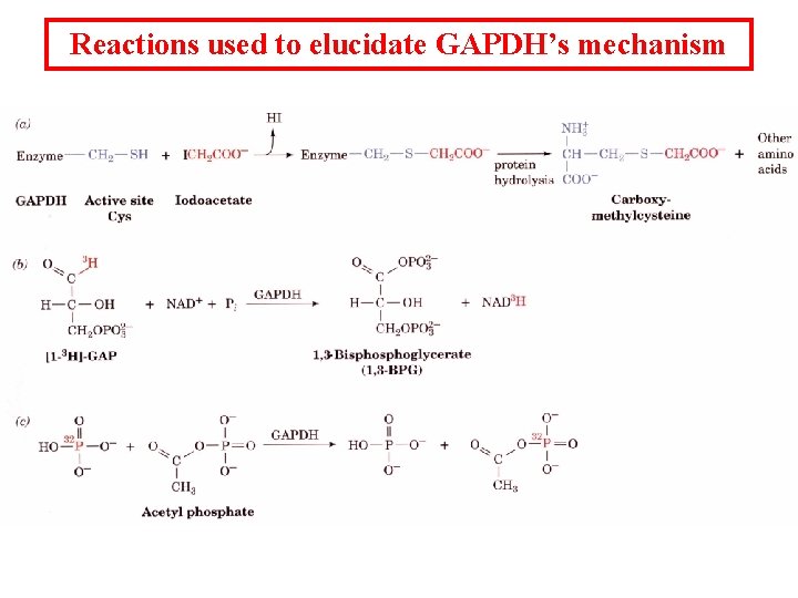 Reactions used to elucidate GAPDH’s mechanism 