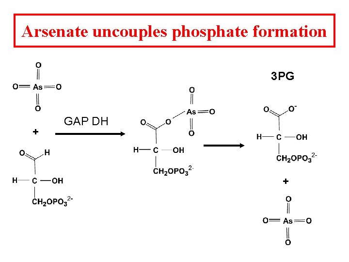 Arsenate uncouples phosphate formation 3 PG + GAP DH + 