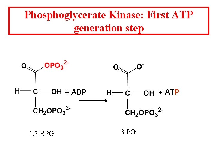 Phosphoglycerate Kinase: First ATP generation step + ADP 1, 3 BPG + ATP 3