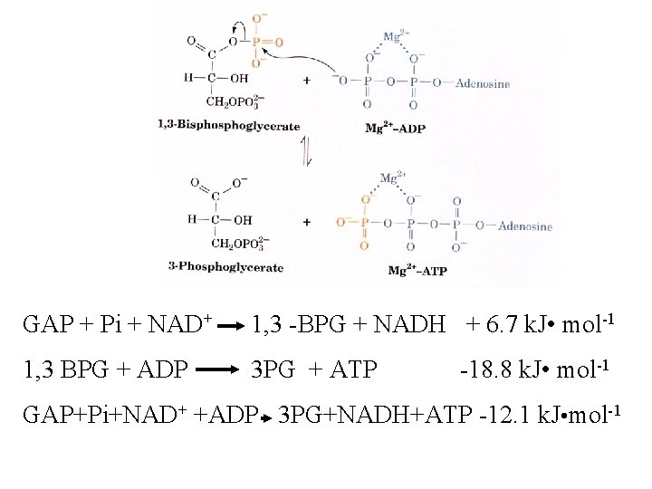 GAP + Pi + NAD+ 1, 3 -BPG + NADH + 6. 7 k.