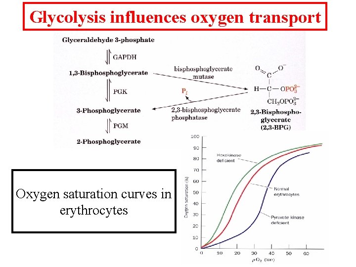 Glycolysis influences oxygen transport Oxygen saturation curves in erythrocytes 