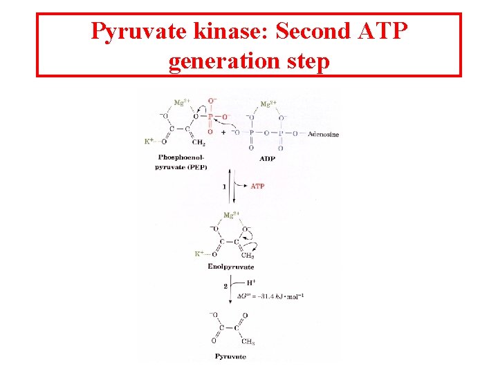 Pyruvate kinase: Second ATP generation step 