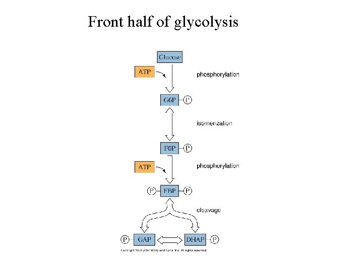 Front half of glycolysis 