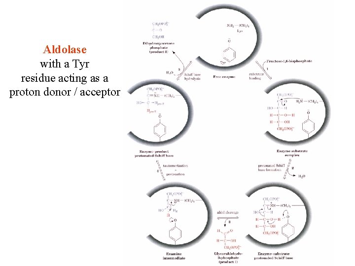 Aldolase with a Tyr residue acting as a proton donor / acceptor 