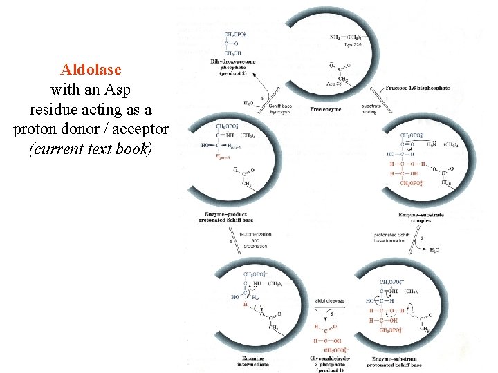 Aldolase with an Asp residue acting as a proton donor / acceptor (current text