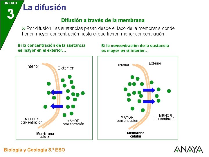 UNIDAD 3 La difusión Difusión a través de la membrana Por difusión, las sustancias