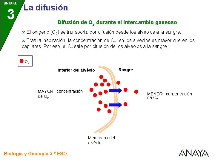 UNIDAD 3 La difusión Difusión de O 2 durante el intercambio gaseoso El oxígeno