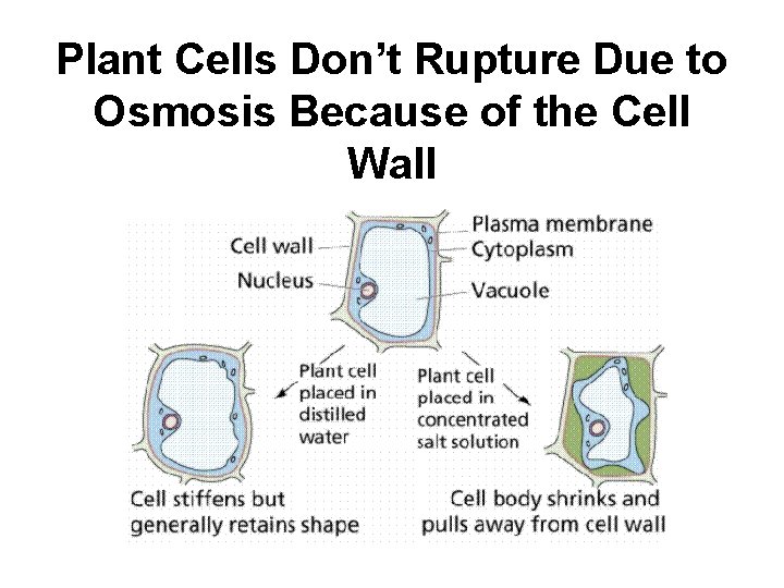 Plant Cells Don’t Rupture Due to Osmosis Because of the Cell Wall 